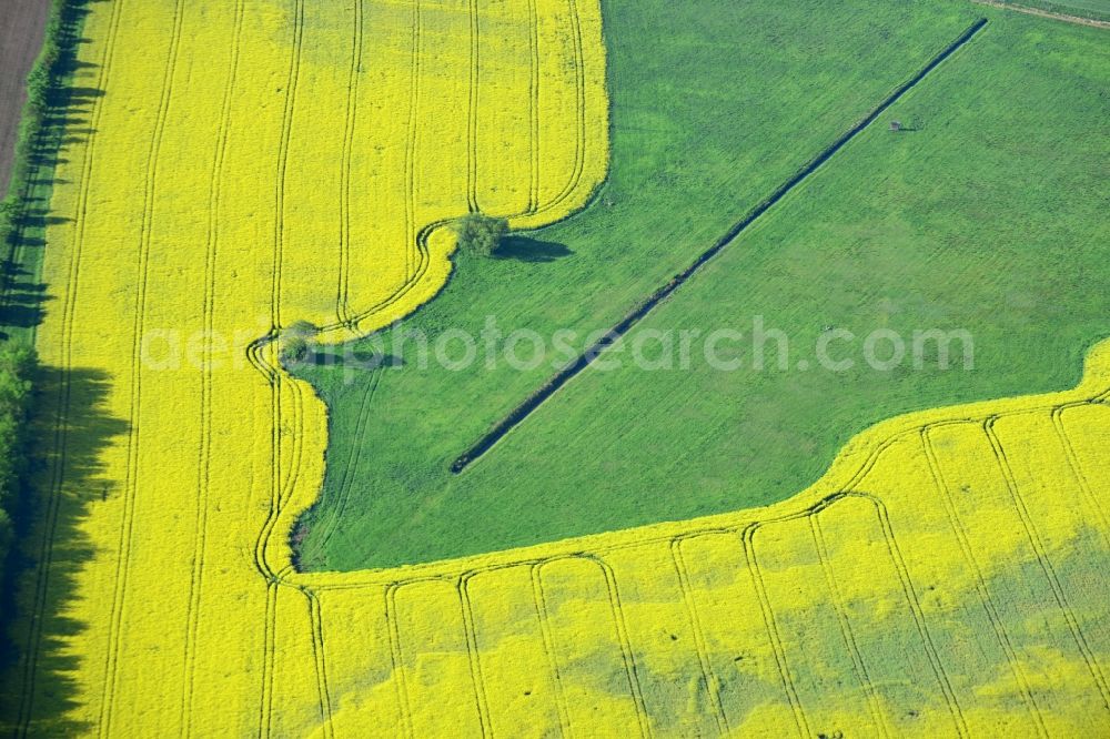 Aerial image Michendorf - Field landscape yellow flowering rapeseed flowers in Michendorf in the state Brandenburg