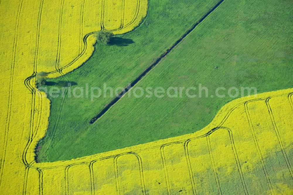 Aerial photograph Michendorf - Field landscape yellow flowering rapeseed flowers in Michendorf in the state Brandenburg