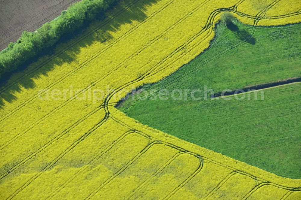 Michendorf from above - Field landscape yellow flowering rapeseed flowers in Michendorf in the state Brandenburg