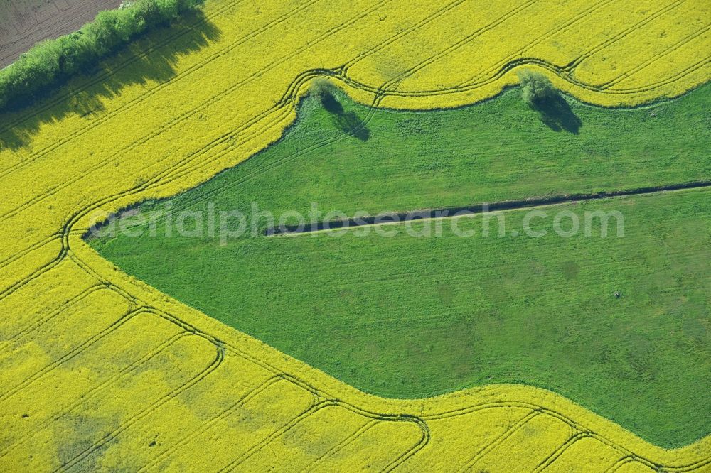 Michendorf from the bird's eye view: Field landscape yellow flowering rapeseed flowers in Michendorf in the state Brandenburg