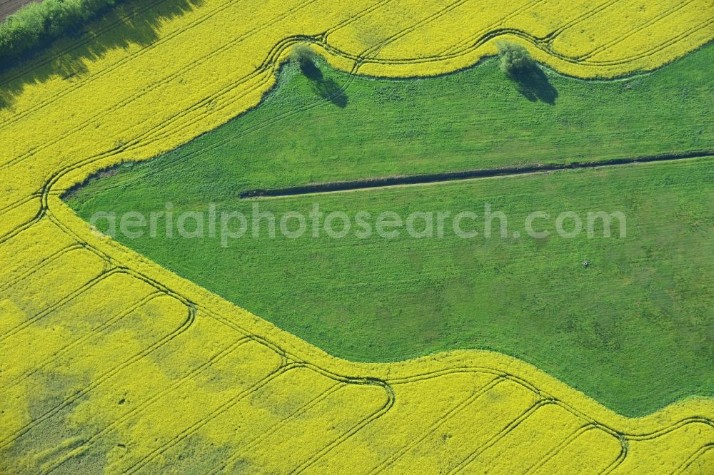 Aerial photograph Michendorf - Field landscape yellow flowering rapeseed flowers in Michendorf in the state Brandenburg