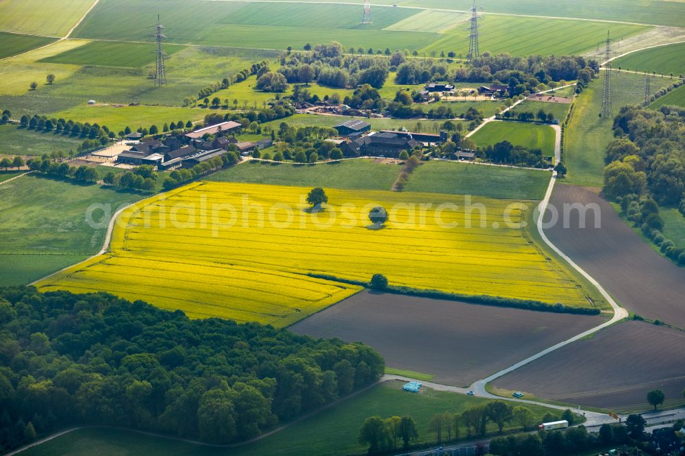 Mündelheim from the bird's eye view: Field landscape yellow flowering rapeseed flowers in Mündelheim in the state North Rhine-Westphalia, Germany