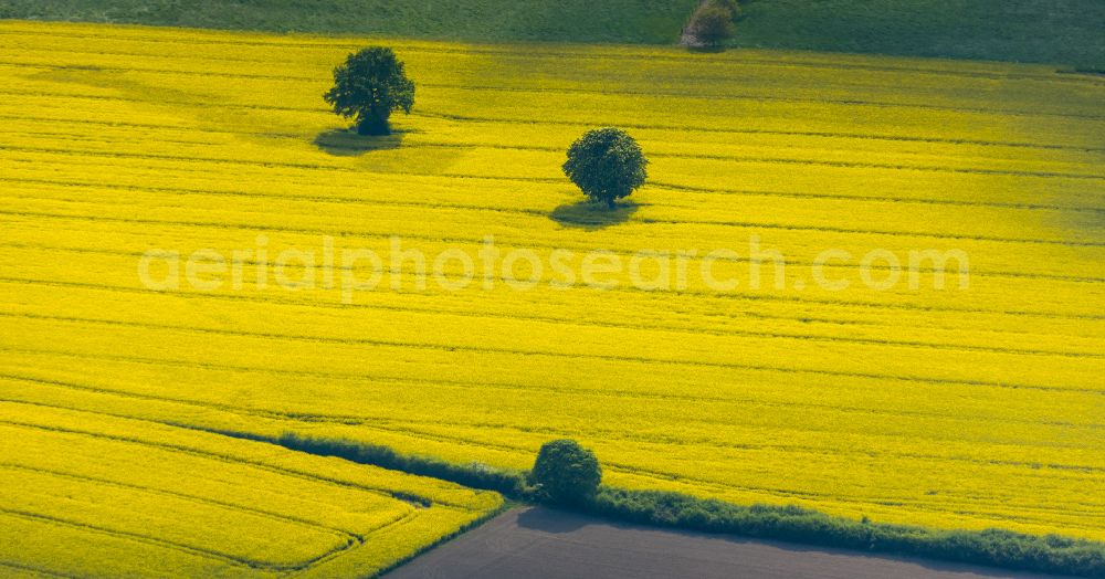 Aerial image Mündelheim - Field landscape yellow flowering rapeseed flowers in Mündelheim in the state North Rhine-Westphalia, Germany