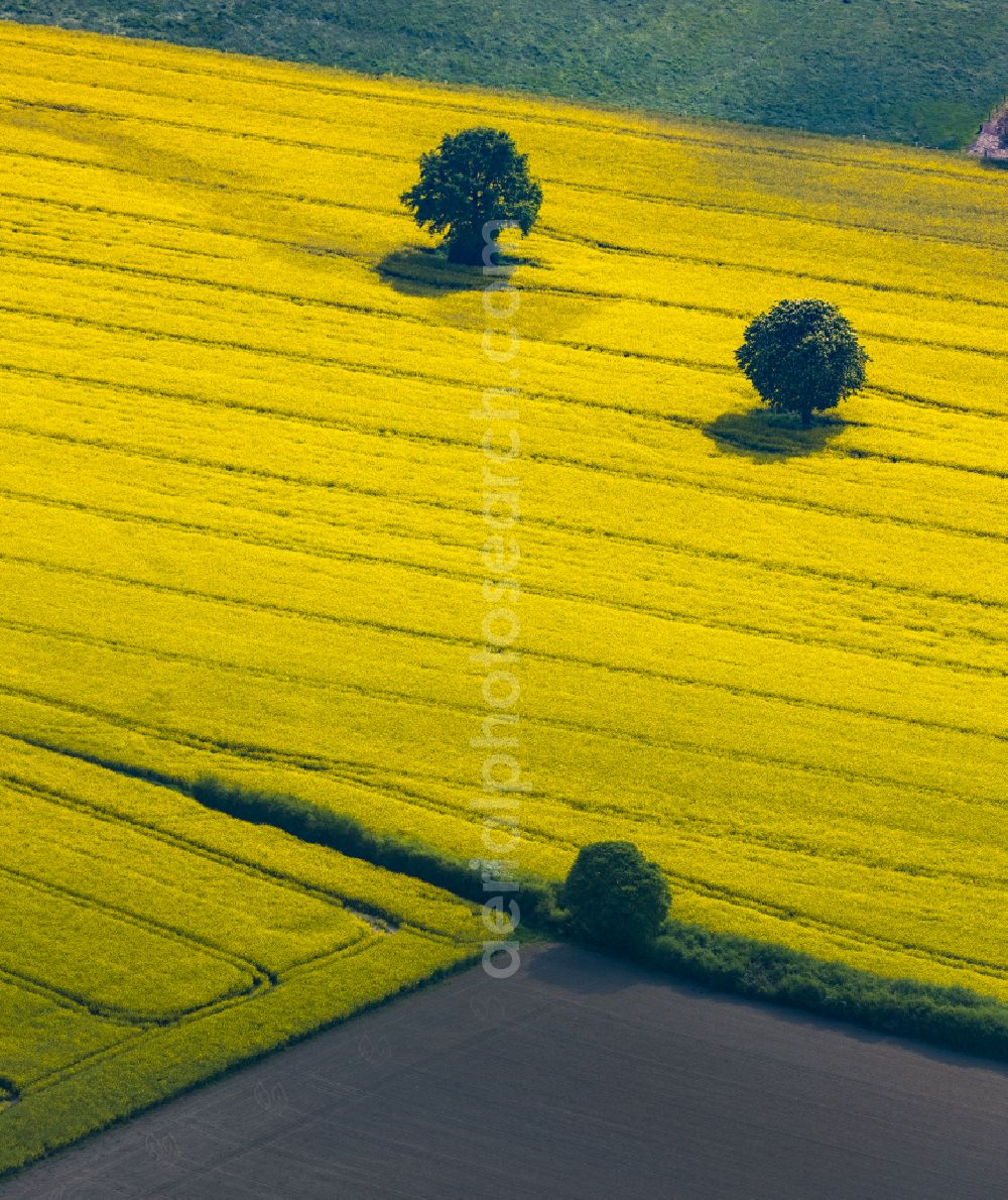 Aerial photograph Mündelheim - Field landscape yellow flowering rapeseed flowers in Mündelheim in the state North Rhine-Westphalia, Germany