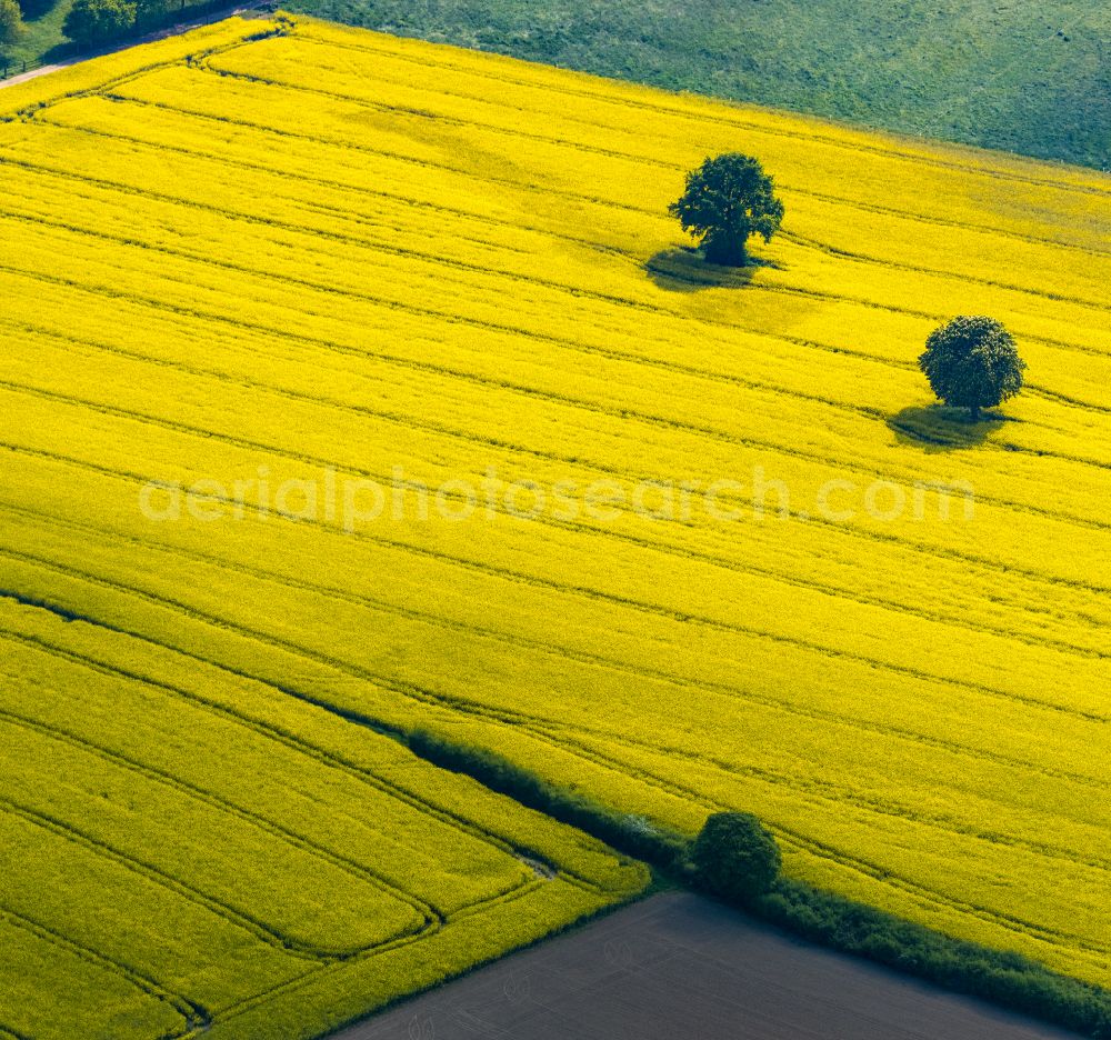 Mündelheim from above - Field landscape yellow flowering rapeseed flowers in Mündelheim in the state North Rhine-Westphalia, Germany