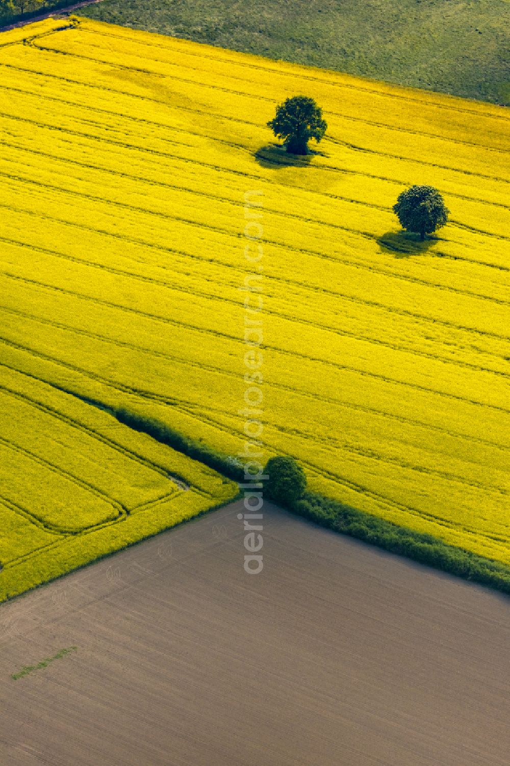 Mündelheim from the bird's eye view: Field landscape yellow flowering rapeseed flowers in Mündelheim in the state North Rhine-Westphalia, Germany