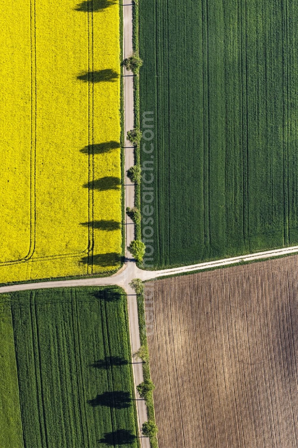 Monheim from the bird's eye view: Field landscape yellow flowering rapeseed flowers in Monheim in the state Bavaria, Germany