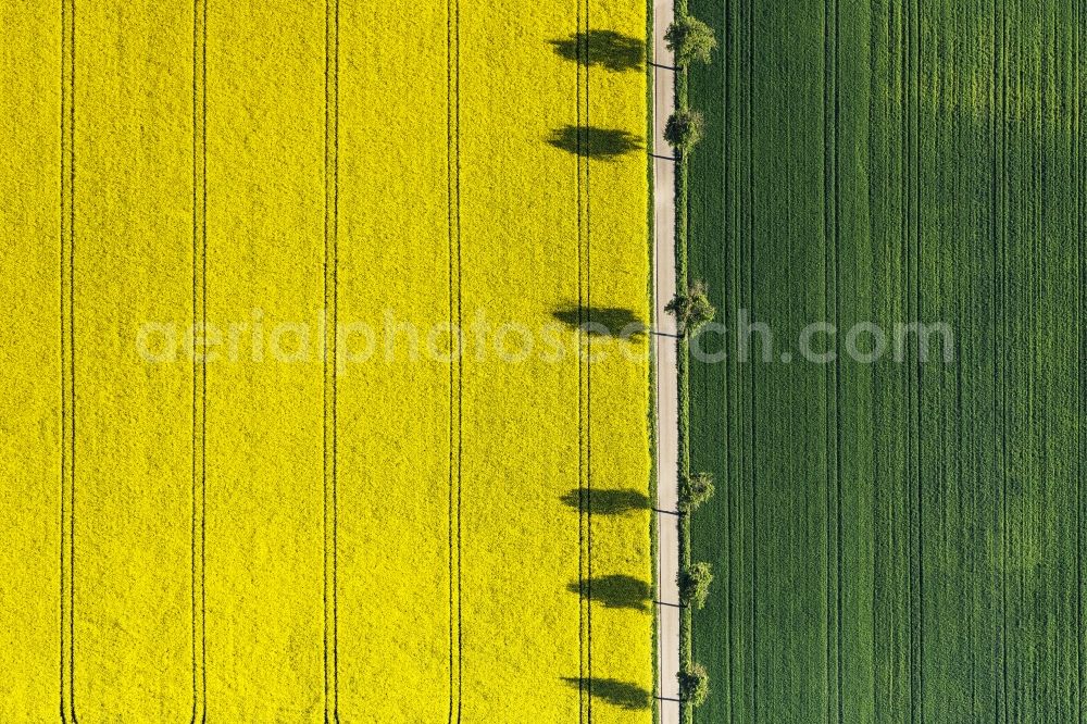 Aerial photograph Monheim - Field landscape yellow flowering rapeseed flowers in Monheim in the state Bavaria, Germany