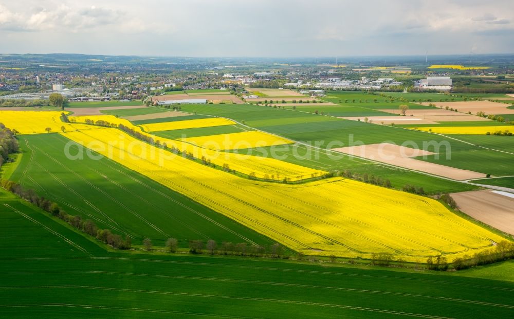 Aerial photograph Werl - Field landscape yellow flowering rapeseed flowers in the district Hilbeck in Werl in the state North Rhine-Westphalia