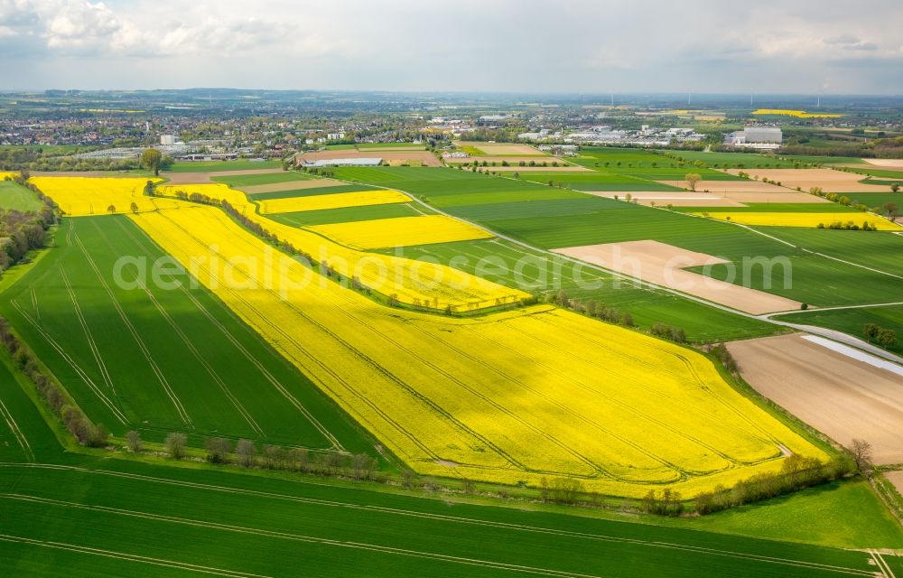 Werl from above - Field landscape yellow flowering rapeseed flowers in the district Hilbeck in Werl in the state North Rhine-Westphalia