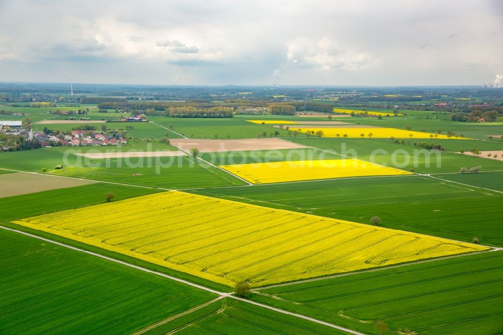 Werl from the bird's eye view: Field landscape yellow flowering rapeseed flowers in the district Hilbeck in Werl in the state North Rhine-Westphalia