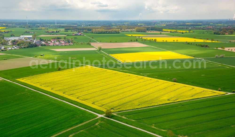 Aerial image Werl - Field landscape yellow flowering rapeseed flowers in the district Hilbeck in Werl in the state North Rhine-Westphalia