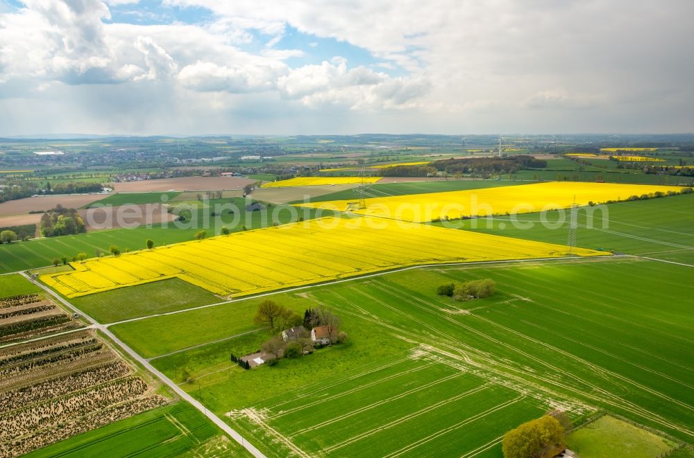 Aerial photograph Werl - Field landscape yellow flowering rapeseed flowers in the district Hilbeck in Werl in the state North Rhine-Westphalia