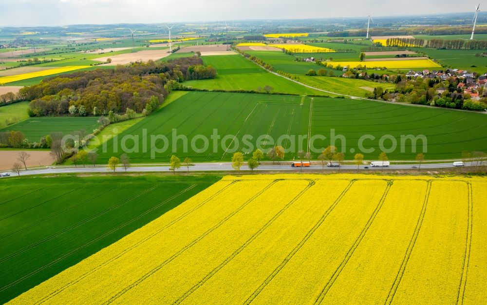 Aerial image Werl - Field landscape yellow flowering rapeseed flowers in the district Hilbeck in Werl in the state North Rhine-Westphalia