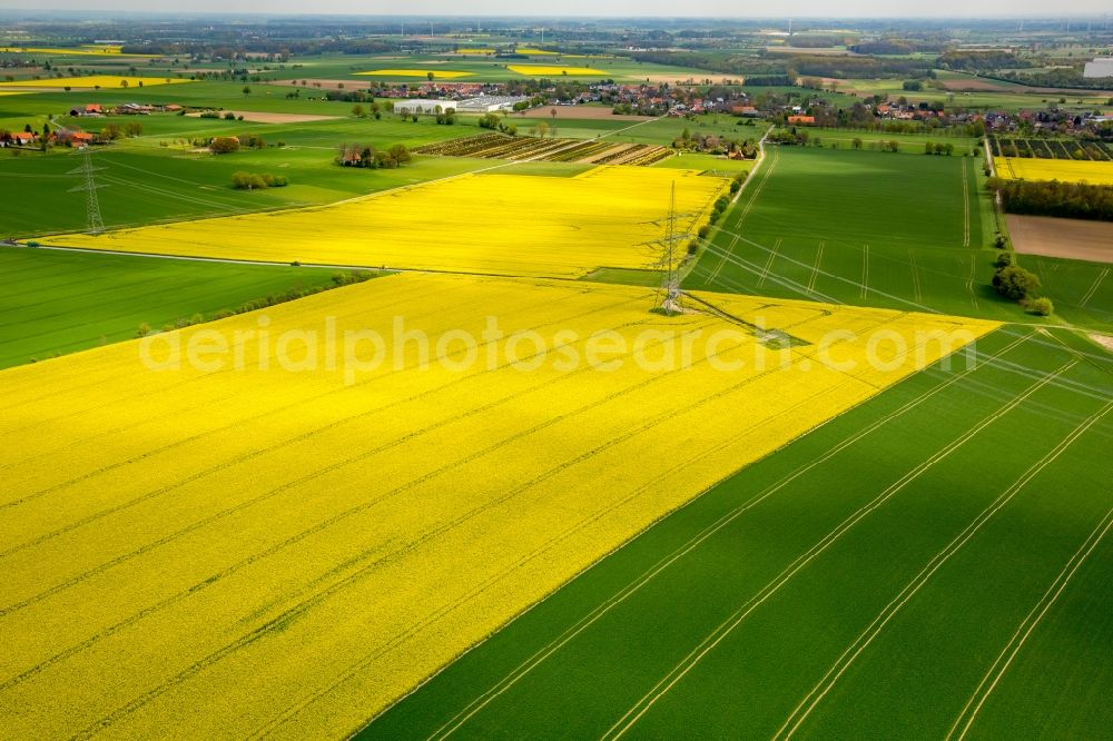 Aerial photograph Werl - Field landscape yellow flowering rapeseed flowers in the district Hilbeck in Werl in the state North Rhine-Westphalia