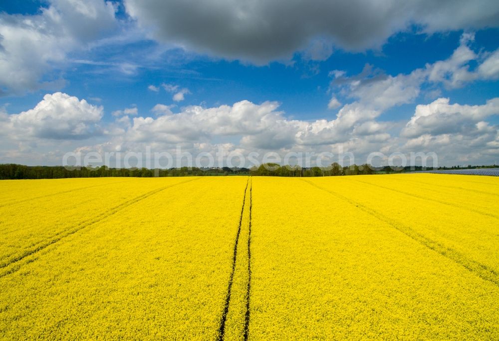 Polditz from the bird's eye view: Field landscape yellow flowering rapeseed flowers in Polditz in the state Saxony, Germany