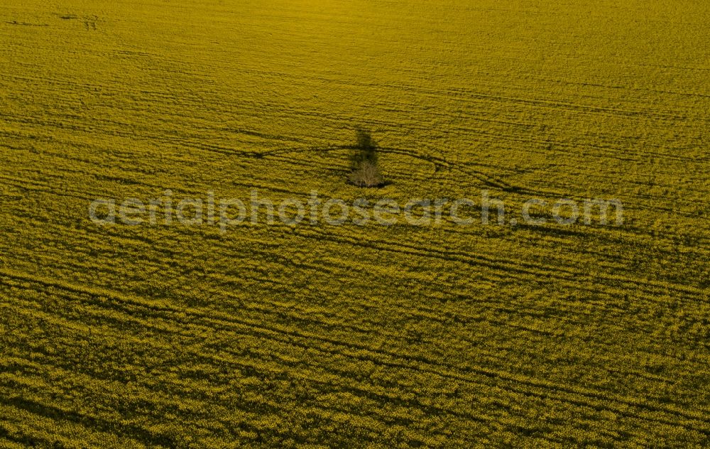 Aerial photograph Prietzen - Field landscape yellow flowering rapeseed flowers in Prietzen in the state Brandenburg, Germany