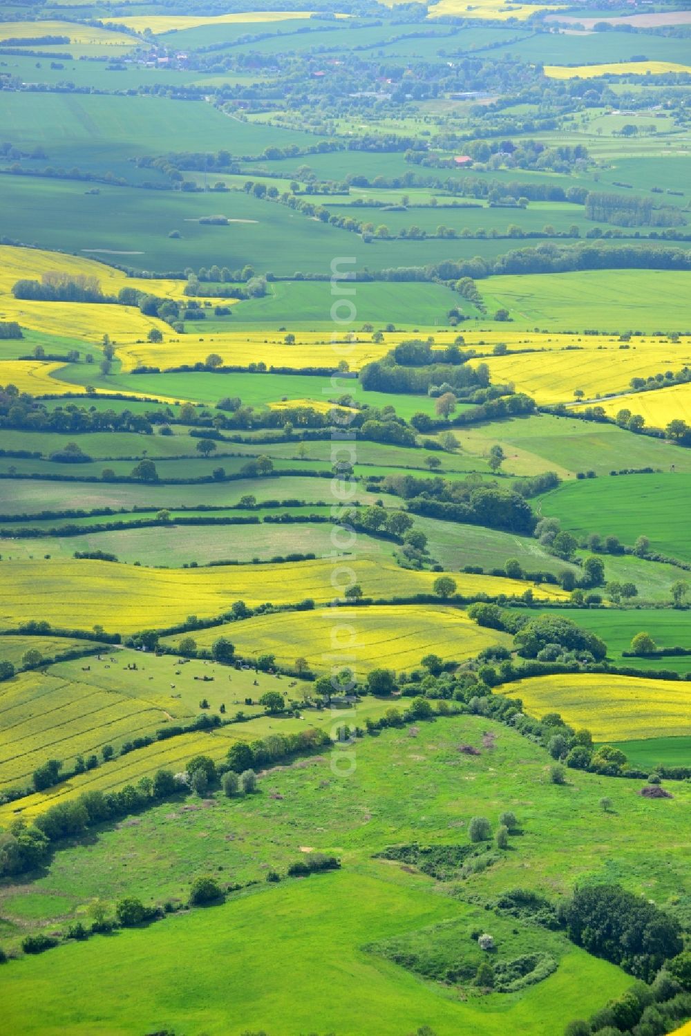 Aerial photograph Ratekau - Field landscape yellow flowering rapeseed flowers in Ratekau in the state Schleswig-Holstein