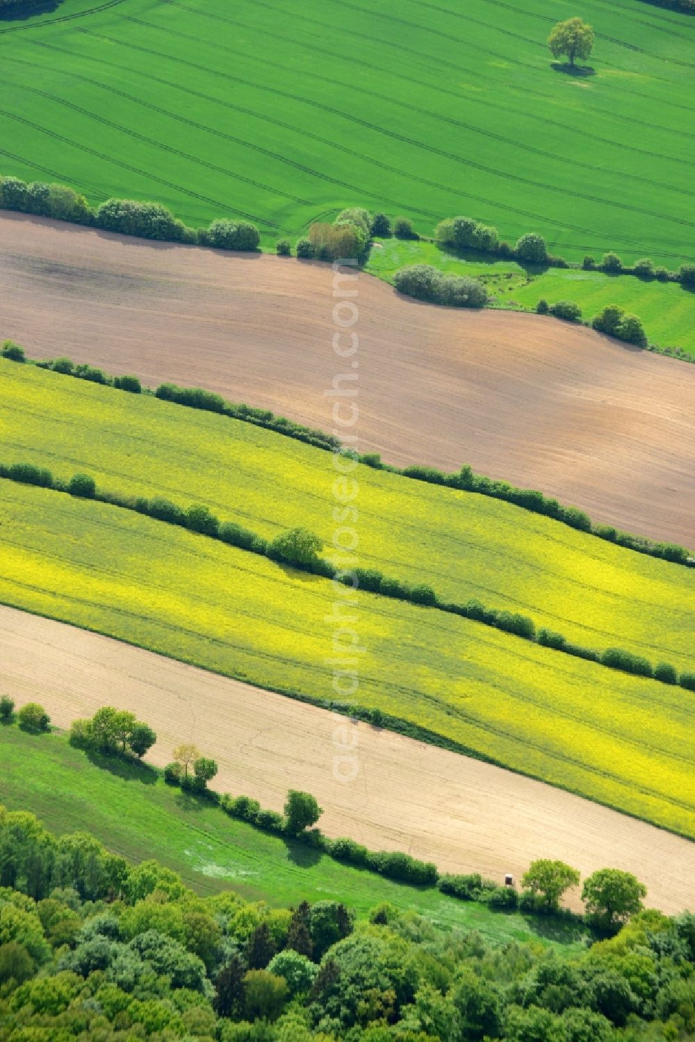 Ratekau from above - Field landscape yellow flowering rapeseed flowers in Ratekau in the state Schleswig-Holstein