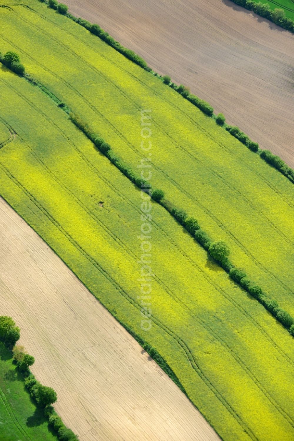 Aerial photograph Ratekau - Field landscape yellow flowering rapeseed flowers in Ratekau in the state Schleswig-Holstein