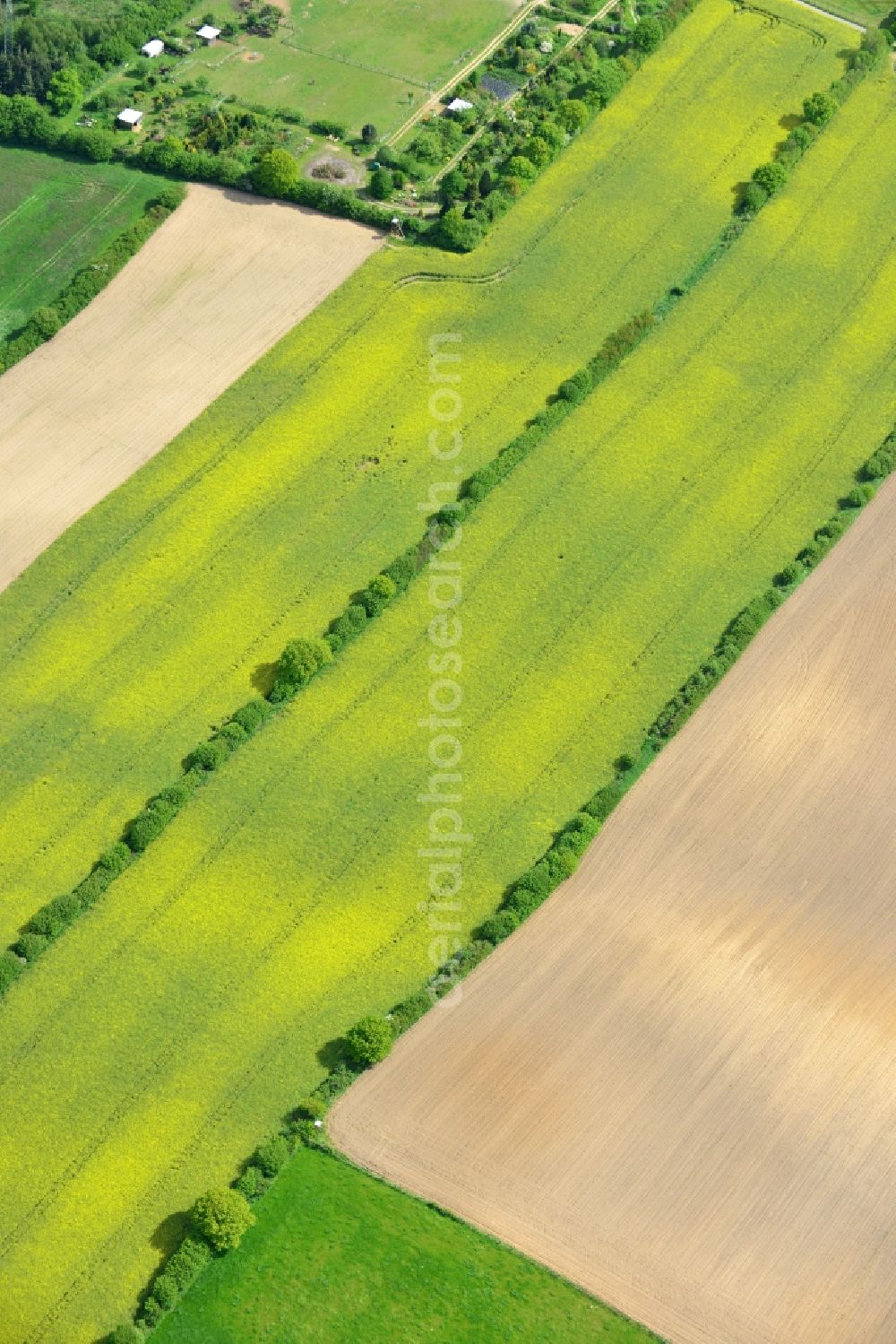 Aerial image Ratekau - Field landscape yellow flowering rapeseed flowers in Ratekau in the state Schleswig-Holstein