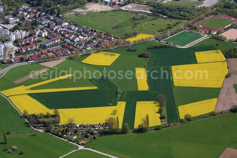 Aerial photograph Rheinfelden (Baden) - Field landscape yellow flowering rapeseed flowers in Rheinfelden (Baden) in the state Baden-Wuerttemberg