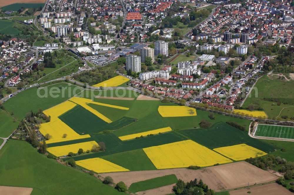 Rheinfelden (Baden) from above - Field landscape yellow flowering rapeseed flowers in Rheinfelden (Baden) in the state Baden-Wuerttemberg