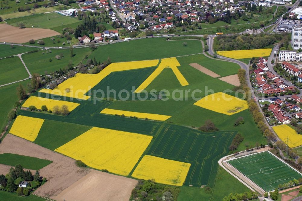 Rheinfelden (Baden) from the bird's eye view: Field landscape yellow flowering rapeseed flowers in Rheinfelden (Baden) in the state Baden-Wuerttemberg