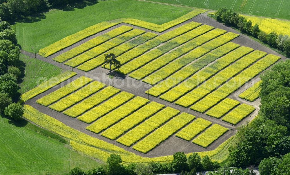 Röjtökmuzsaj from above - Field landscape yellow flowering rapeseed flowers in Roejtoekmuzsaj in Gyoer-Moson-Sopron, Hungary