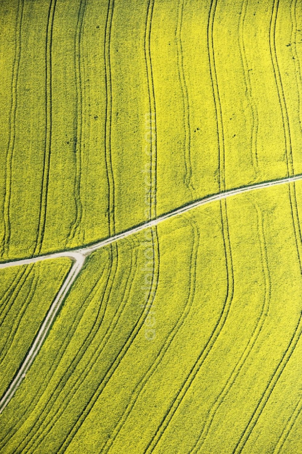 Roding from above - Field landscape yellow flowering rapeseed flowers in Roding in the state Bavaria, Germany