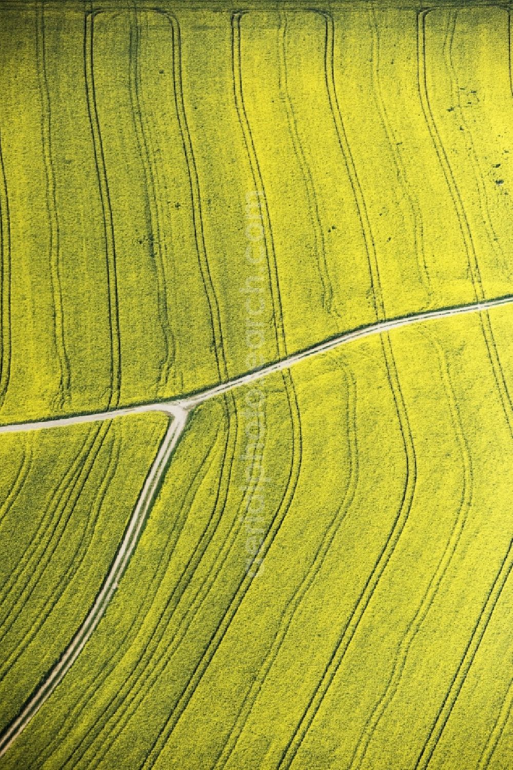 Roding from the bird's eye view: Field landscape yellow flowering rapeseed flowers in Roding in the state Bavaria, Germany