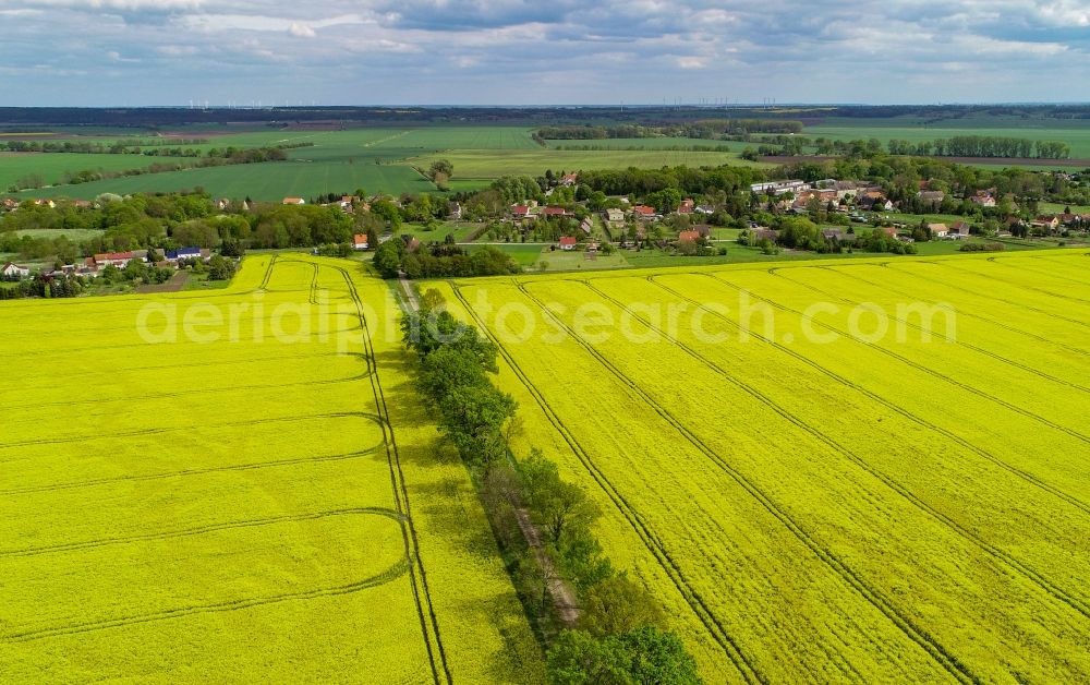 Sachsendorf from the bird's eye view: Field landscape yellow flowering rapeseed flowers in Sachsendorf in the state Brandenburg, Germany