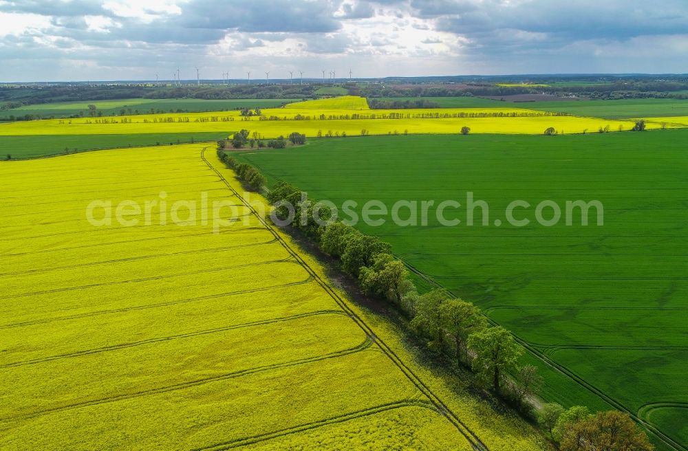 Aerial photograph Sachsendorf - Field landscape yellow flowering rapeseed flowers in Sachsendorf in the state Brandenburg, Germany