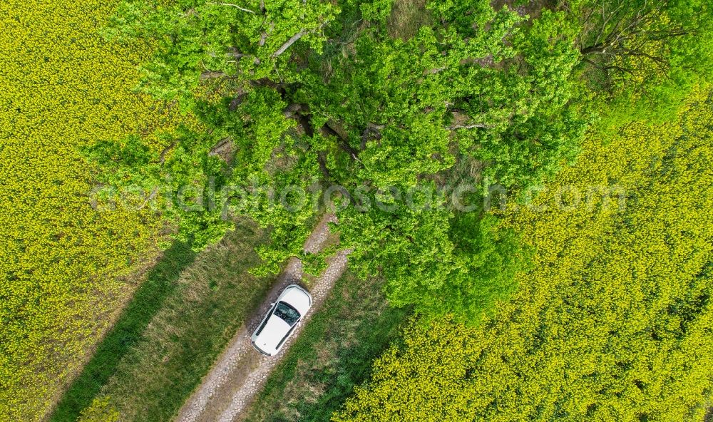 Sachsendorf from above - Field landscape yellow flowering rapeseed flowers in Sachsendorf in the state Brandenburg, Germany