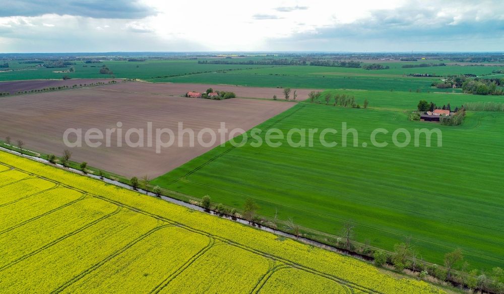 Aerial image Sachsendorf - Field landscape yellow flowering rapeseed flowers in Sachsendorf in the state Brandenburg, Germany