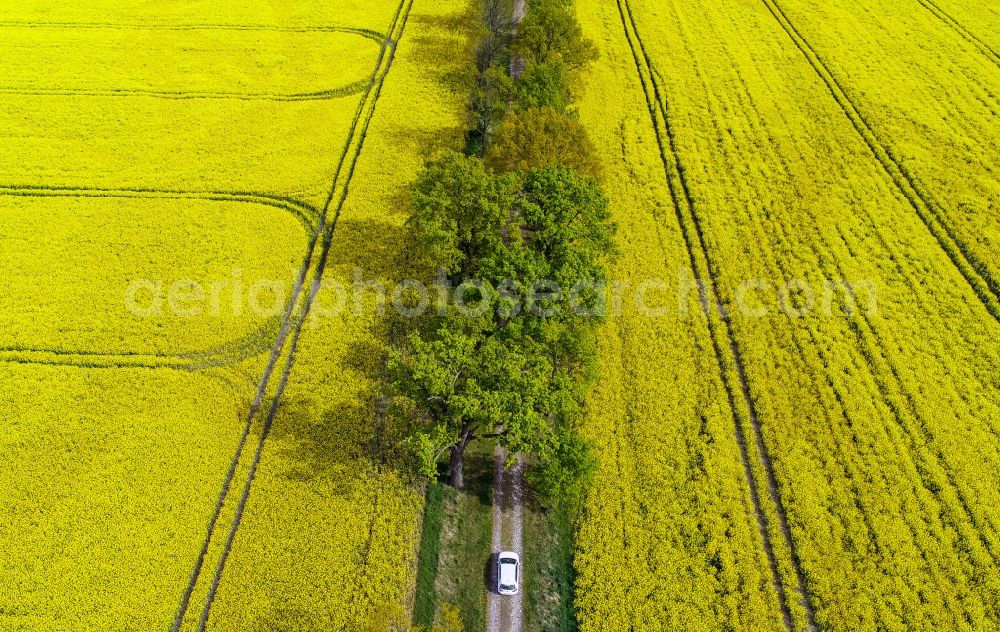 Sachsendorf from above - Field landscape yellow flowering rapeseed flowers in Sachsendorf in the state Brandenburg, Germany