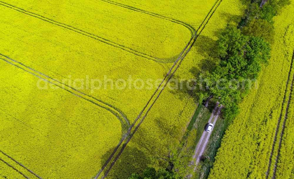 Aerial image Sachsendorf - Field landscape yellow flowering rapeseed flowers in Sachsendorf in the state Brandenburg, Germany