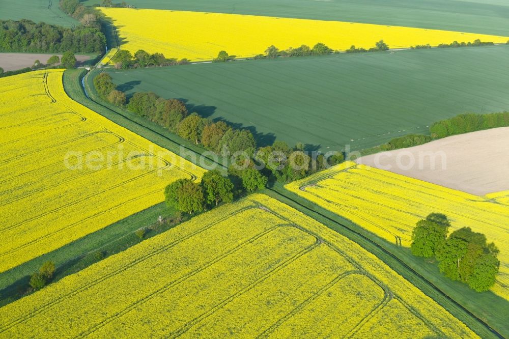 Aerial image Sanne-Kerkuhn - Field landscape yellow flowering rapeseed flowers in Sanne-Kerkuhn in the state Saxony-Anhalt, Germany