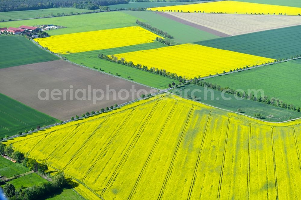 Schmannewitz from above - Field landscape yellow flowering rapeseed flowers in Schmannewitz in the state Saxony, Germany