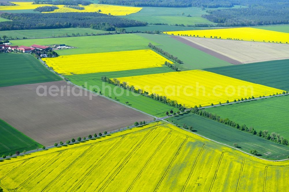 Schmannewitz from the bird's eye view: Field landscape yellow flowering rapeseed flowers in Schmannewitz in the state Saxony, Germany