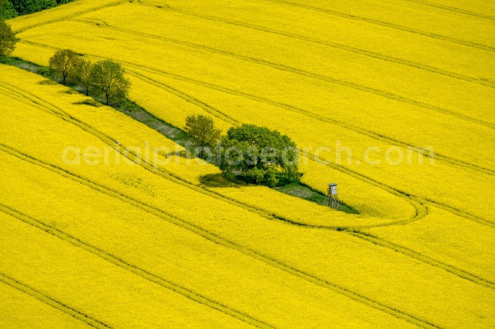 Aerial photograph Südkirchen - Field landscape yellow flowering rapeseed flowers in Suedkirchen in the state North Rhine-Westphalia, Germany