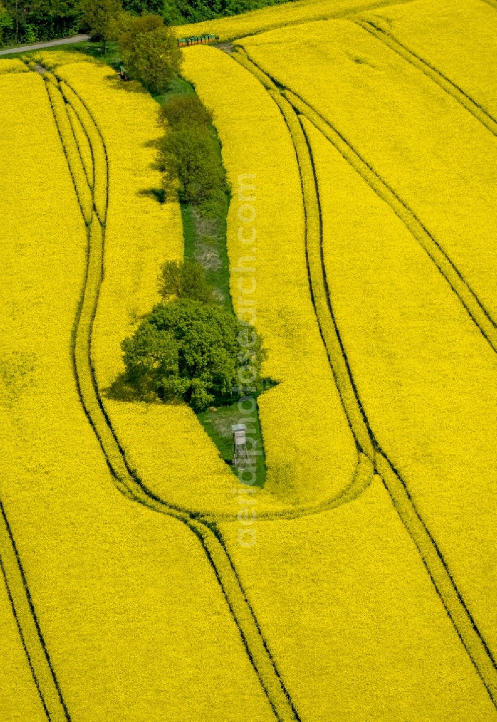 Südkirchen from the bird's eye view: Field landscape yellow flowering rapeseed flowers in Suedkirchen in the state North Rhine-Westphalia, Germany