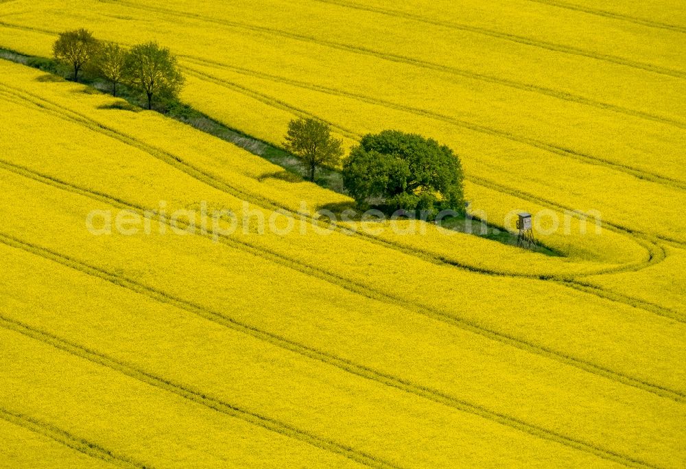 Aerial photograph Südkirchen - Field landscape yellow flowering rapeseed flowers in Suedkirchen in the state North Rhine-Westphalia, Germany