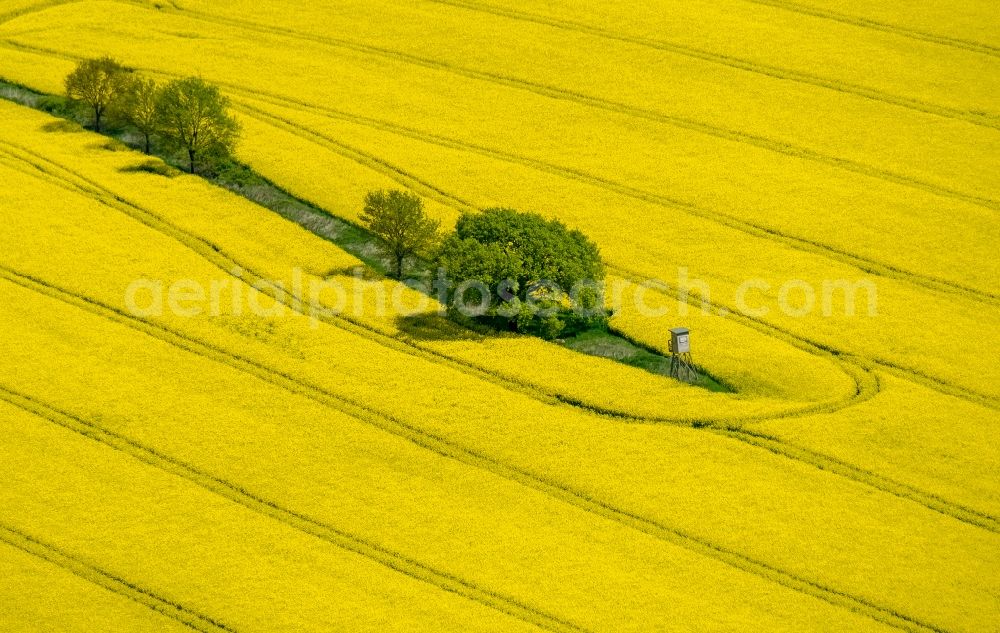 Südkirchen from the bird's eye view: Field landscape yellow flowering rapeseed flowers in Suedkirchen in the state North Rhine-Westphalia, Germany