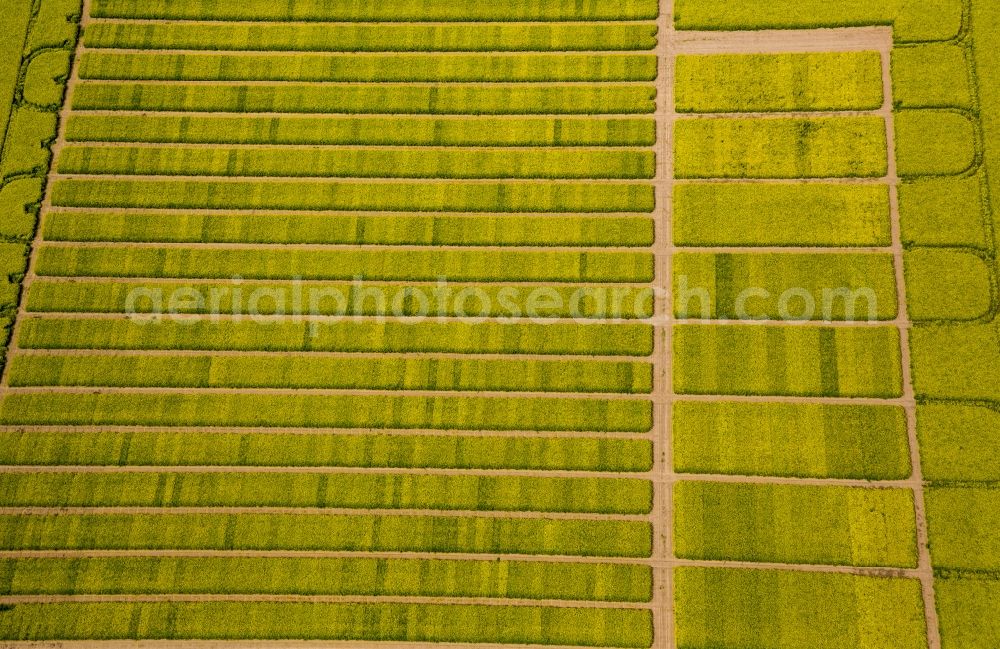 Soest from above - Field landscape yellow flowering rapeseed flowers in Soest in the state North Rhine-Westphalia, Germany