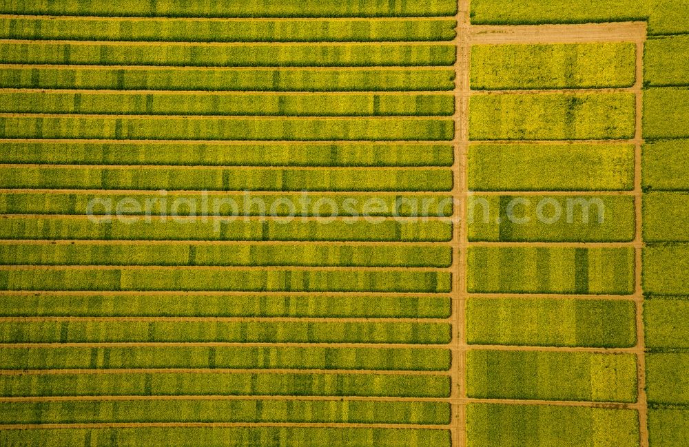 Soest from the bird's eye view: Field landscape yellow flowering rapeseed flowers in Soest in the state North Rhine-Westphalia, Germany