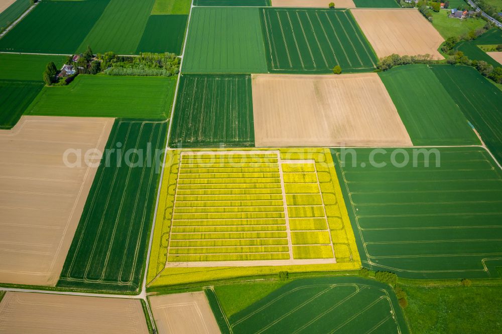 Aerial photograph Soest - Field landscape yellow flowering rapeseed flowers in Soest in the state North Rhine-Westphalia, Germany