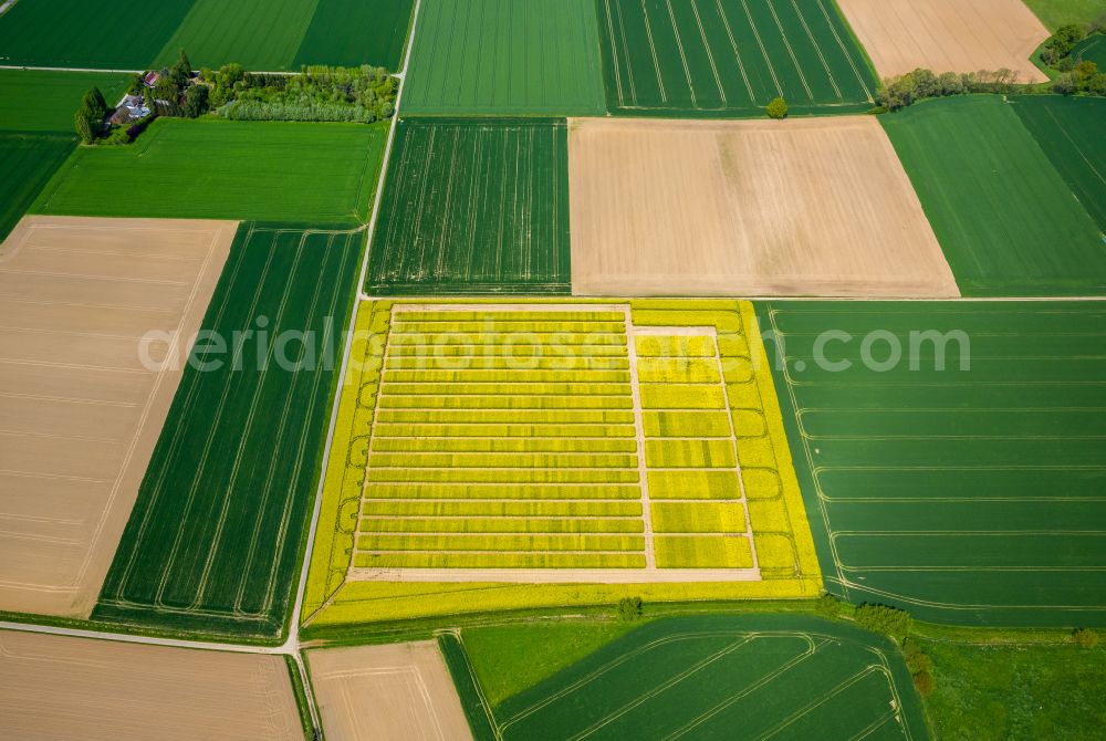 Soest from above - Field landscape yellow flowering rapeseed flowers in Soest in the state North Rhine-Westphalia, Germany