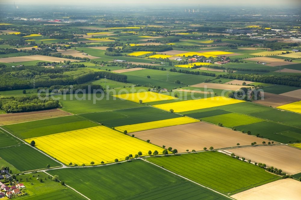 Aerial image Werl - Field landscape yellow flowering rapeseed flowers in Werl in the state North Rhine-Westphalia