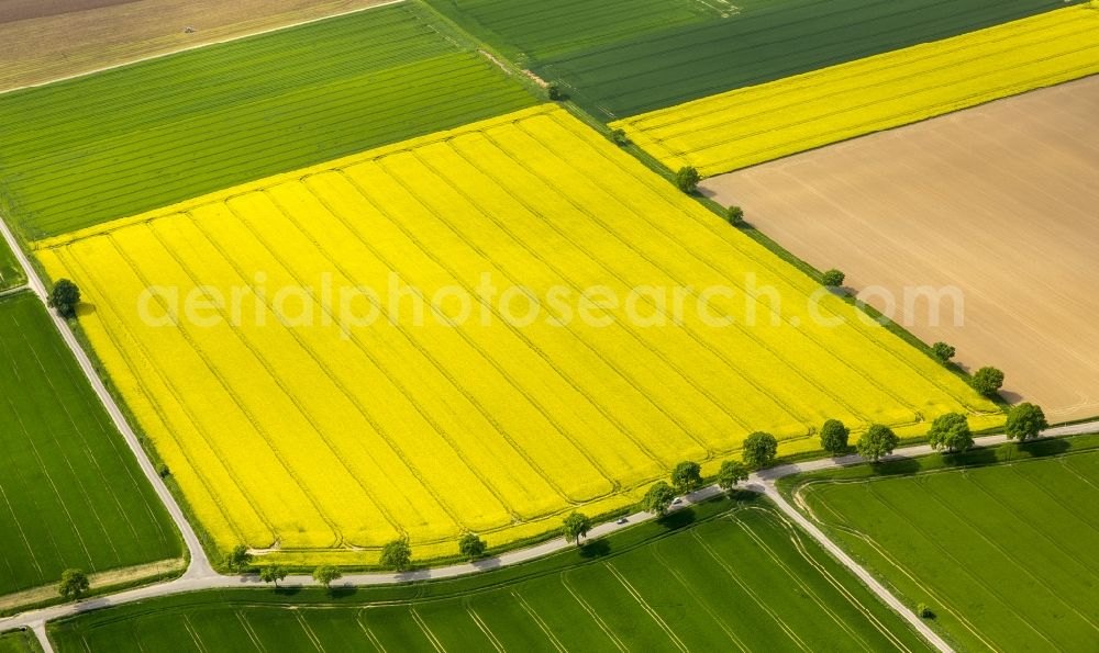 Aerial photograph Werl - Field landscape yellow flowering rapeseed flowers in Werl in the state North Rhine-Westphalia